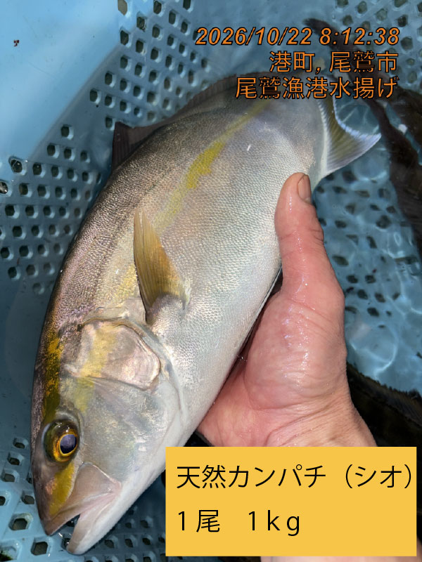 （活〆神経抜き）天然カンパチ（シオ）　約１ｋｇ～１．３ｋｇ　１尾　三重県尾鷲港