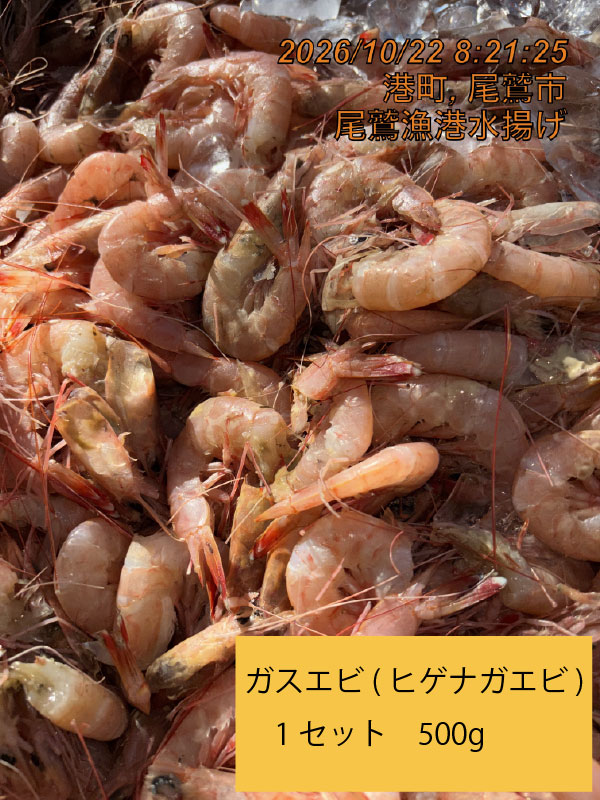 ガスエビ（ヒゲナガエビ）（底曳き）　５００ｇ　１セット　三重県尾鷲港