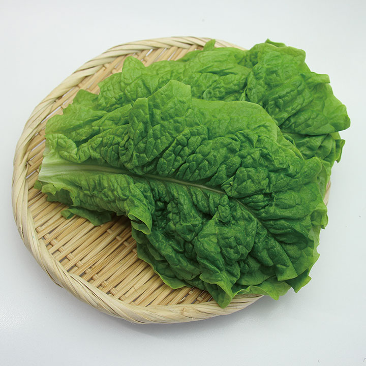 ◆生鮮）三重県産　サンチェ　１０枚×１Ｐ