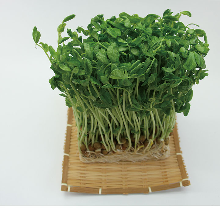 ◆生鮮）山梨県産　豆苗　３００ｇ×１Ｐ