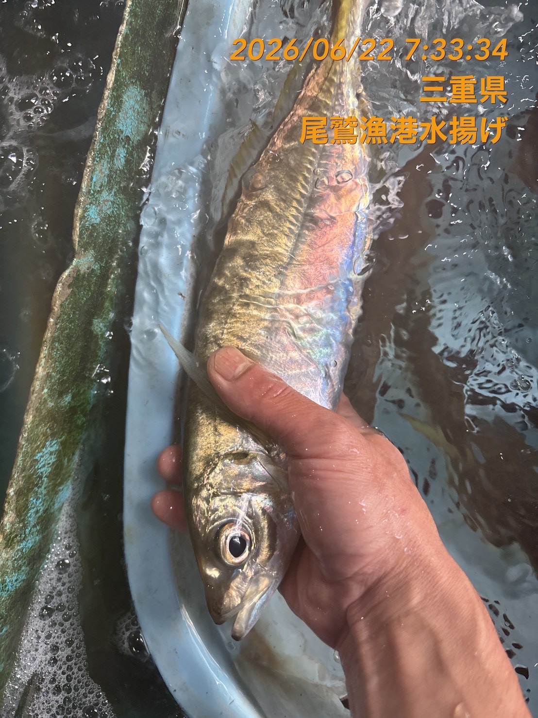 （活〆神経抜き）マアジ　約３００ｇ～４００ｇ　１尾　三重県尾鷲港