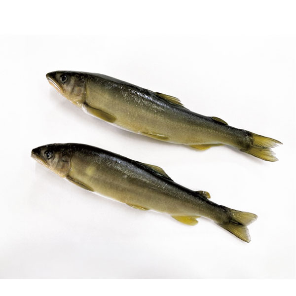 【7月月間特売】国産冷凍アユ　１Ｋｇ（１０尾）（葵のあゆ）