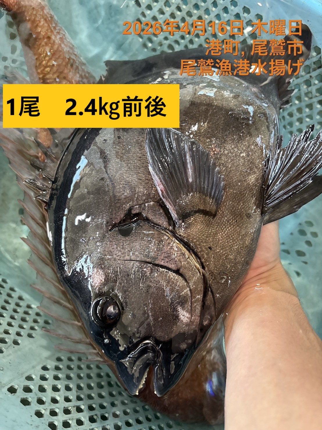 （活〆神経抜き）　イシダイ　１．６ｋｇ以上　１尾　三重県尾鷲港