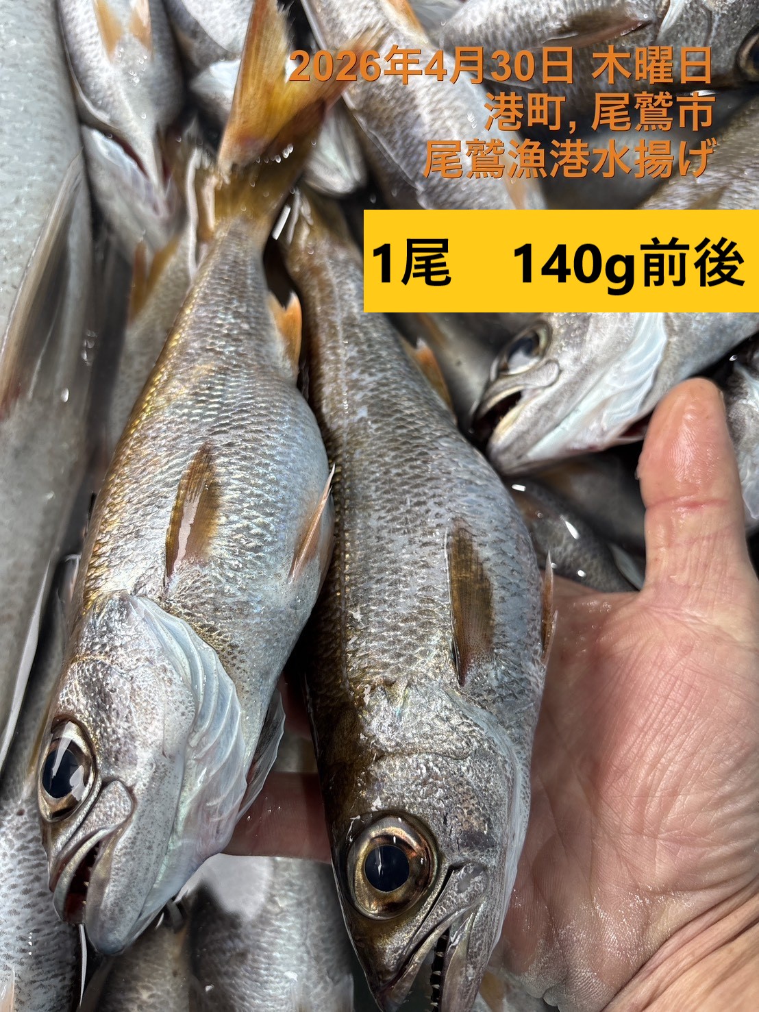 クロムツ（底曳き）　約１００ｇ～１５０ｇ　１尾　三重県尾鷲港