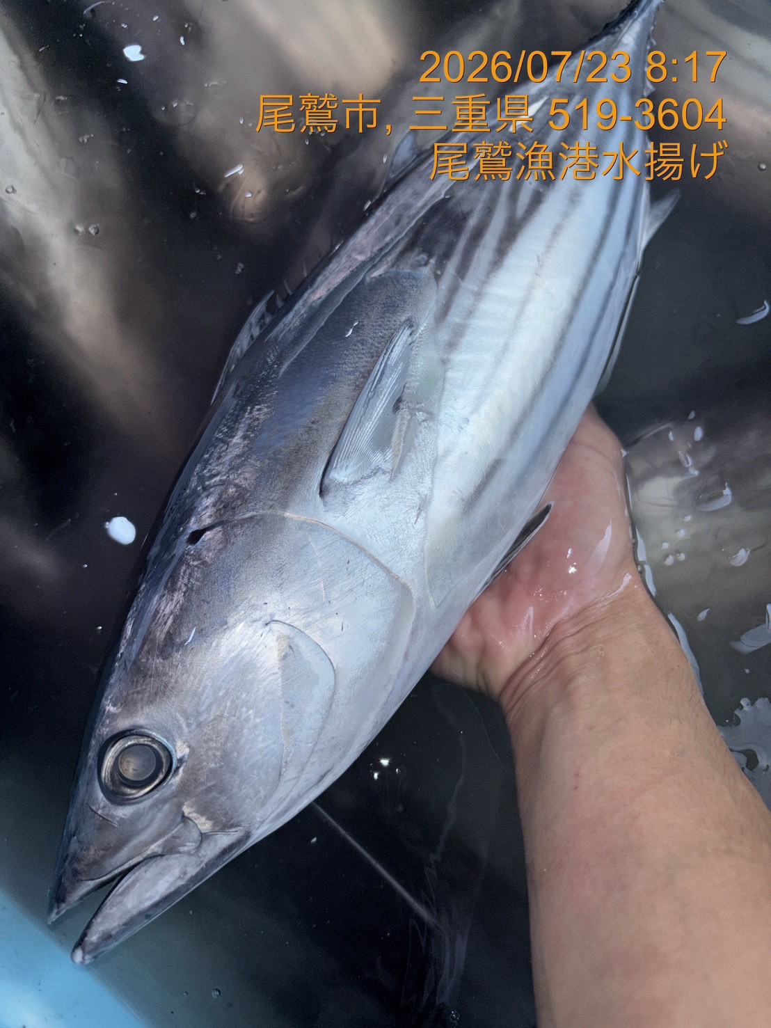 カツオ　約２．０ｋｇ～２．５ｋｇ　１尾　三重県尾鷲港