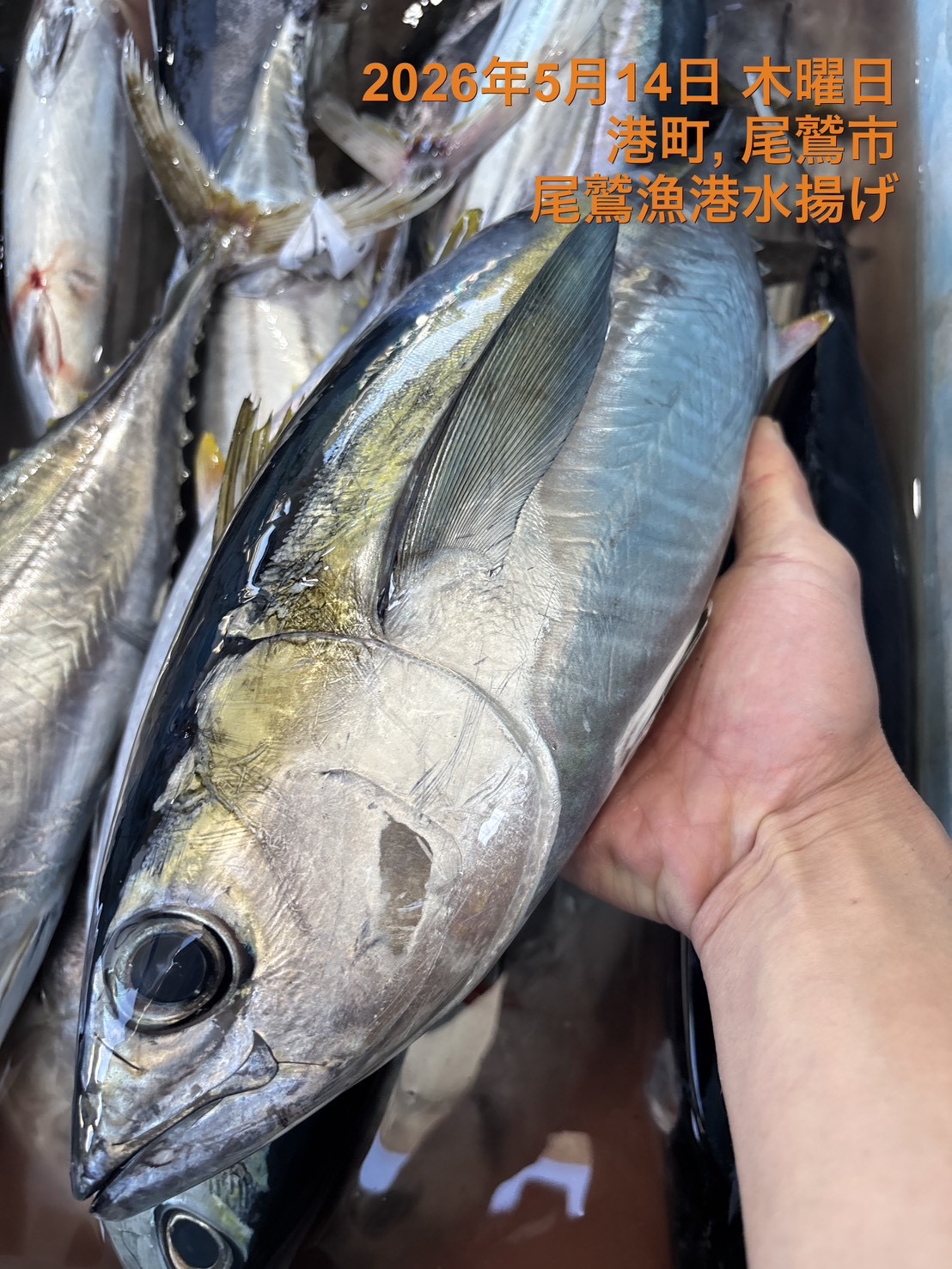 キメジ　約１．５ｋｇ～２．０ｋｇ　１尾　三重県尾鷲港