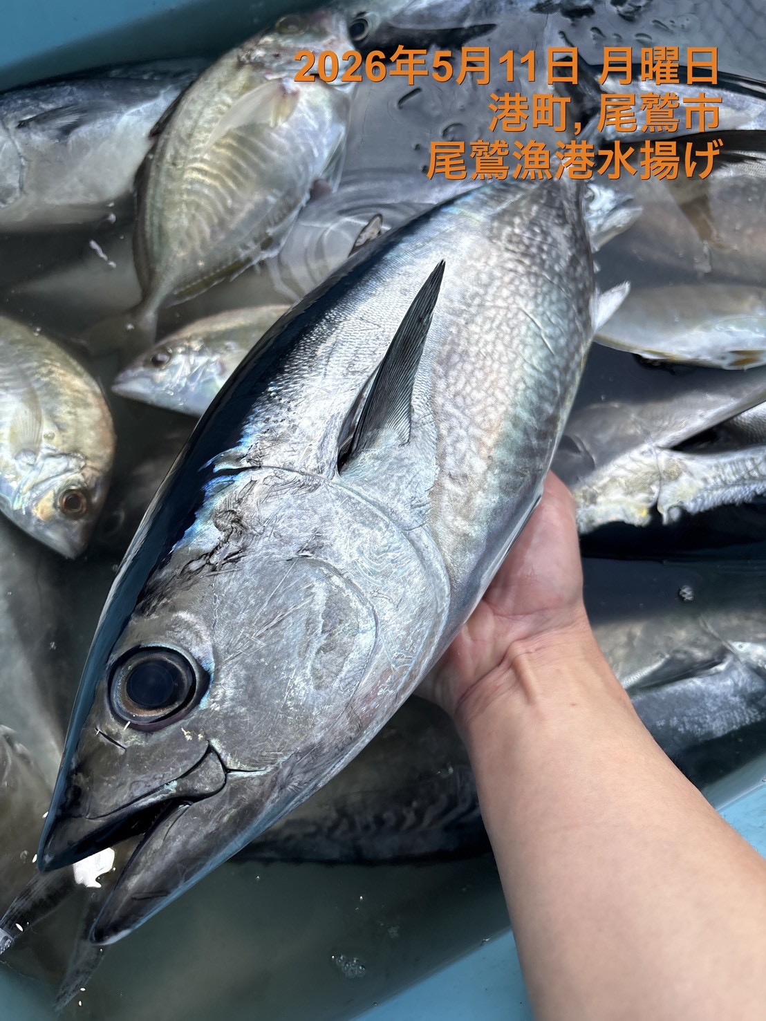 キメジ　約２．０ｋｇ～２．５ｋｇ　１尾　三重県尾鷲港