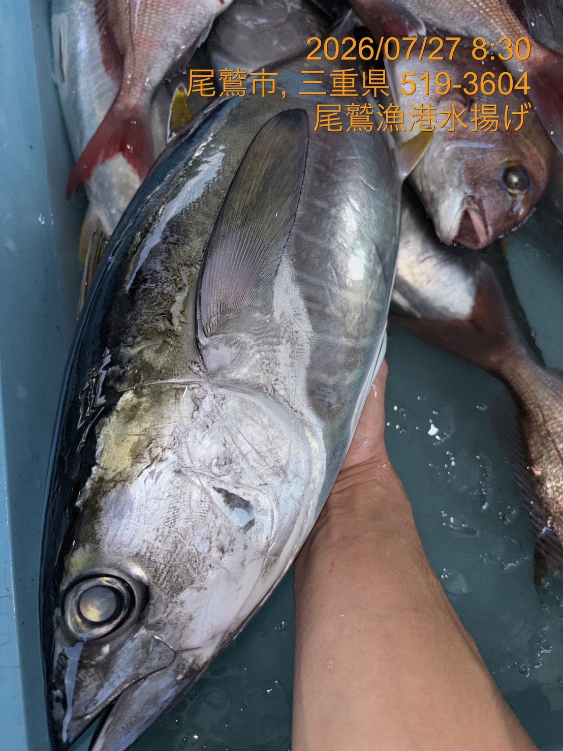 キメジ　約２．５ｋｇ～３．０ｋｇ　１尾　三重県尾鷲港