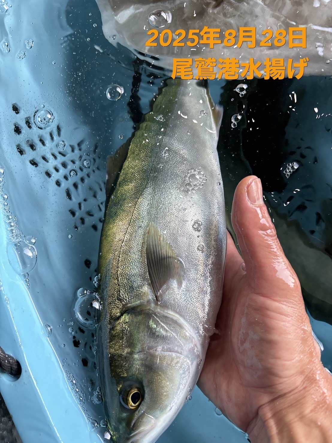 （活〆神経抜き）　天然ハマチ　約１．０～１．２ｋｇ　１尾　三重県尾鷲港