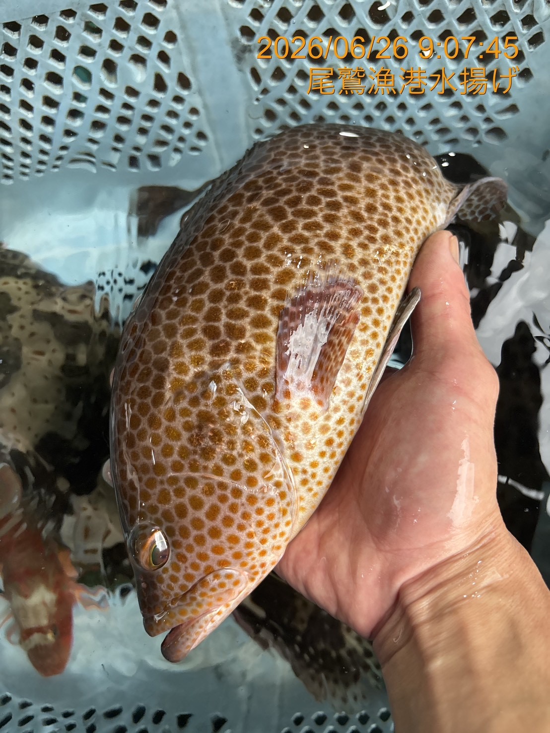 （活〆神経抜き）　オオモンハタ　約５００ｇ～６００ｇ　１尾　三重県尾鷲港