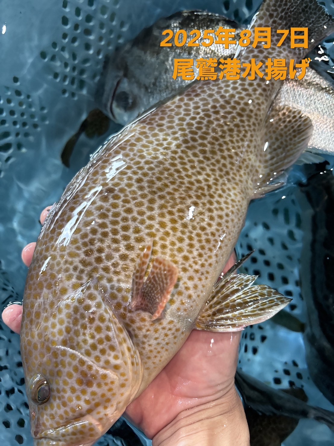 （活〆神経抜き）　オオモンハタ　約６００ｇ～７００ｇ　１尾　三重県尾鷲港