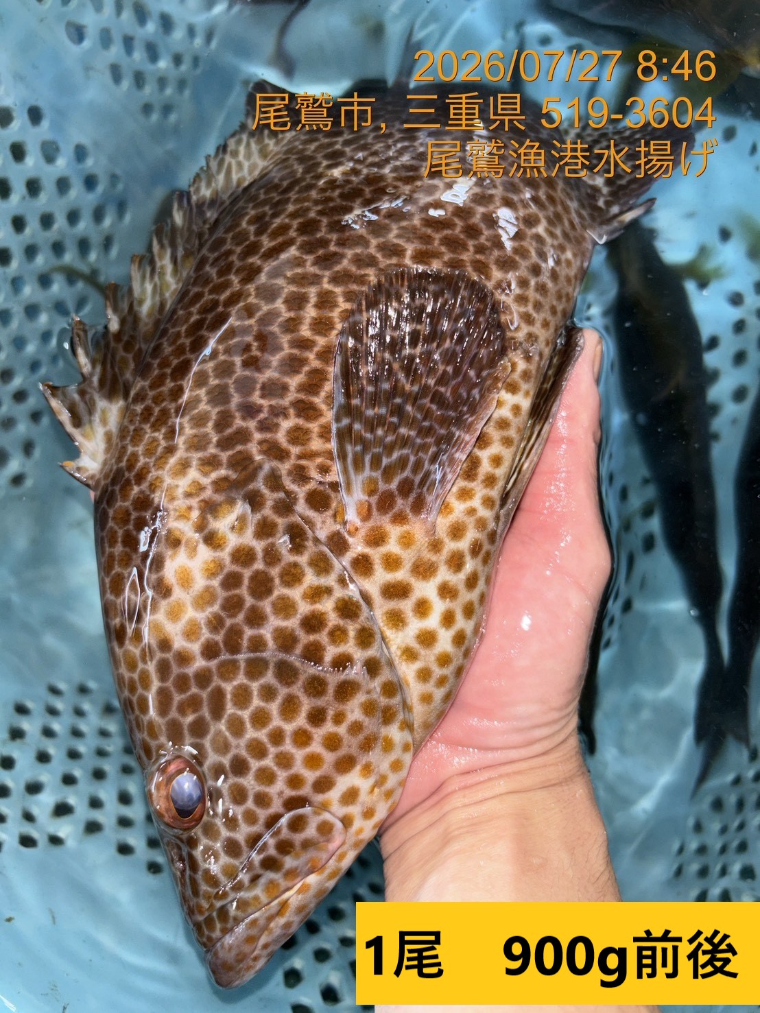 （活〆神経抜き）　オオモンハタ　約７００ｇ以上　１尾　三重県尾鷲港
