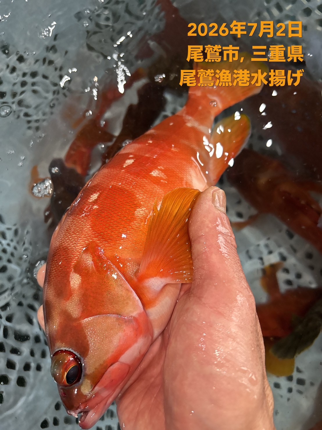 （活〆神経抜き）　アカハタ　約３００ｇ～４００ｇ　１尾　三重県尾鷲港