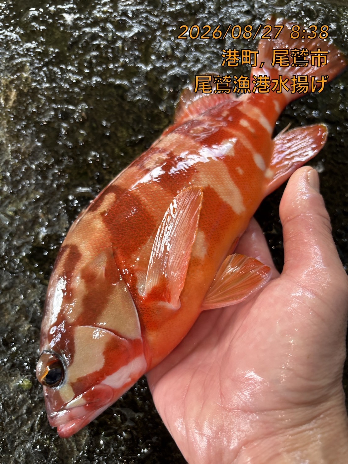（活〆神経抜き）　アカハタ　約４００ｇ～５００ｇ　１尾　三重県尾鷲港