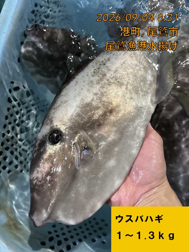 （活〆神経抜き）　ウスバハギ　約１．０～１．３ｋｇ　１尾　三重県尾鷲港