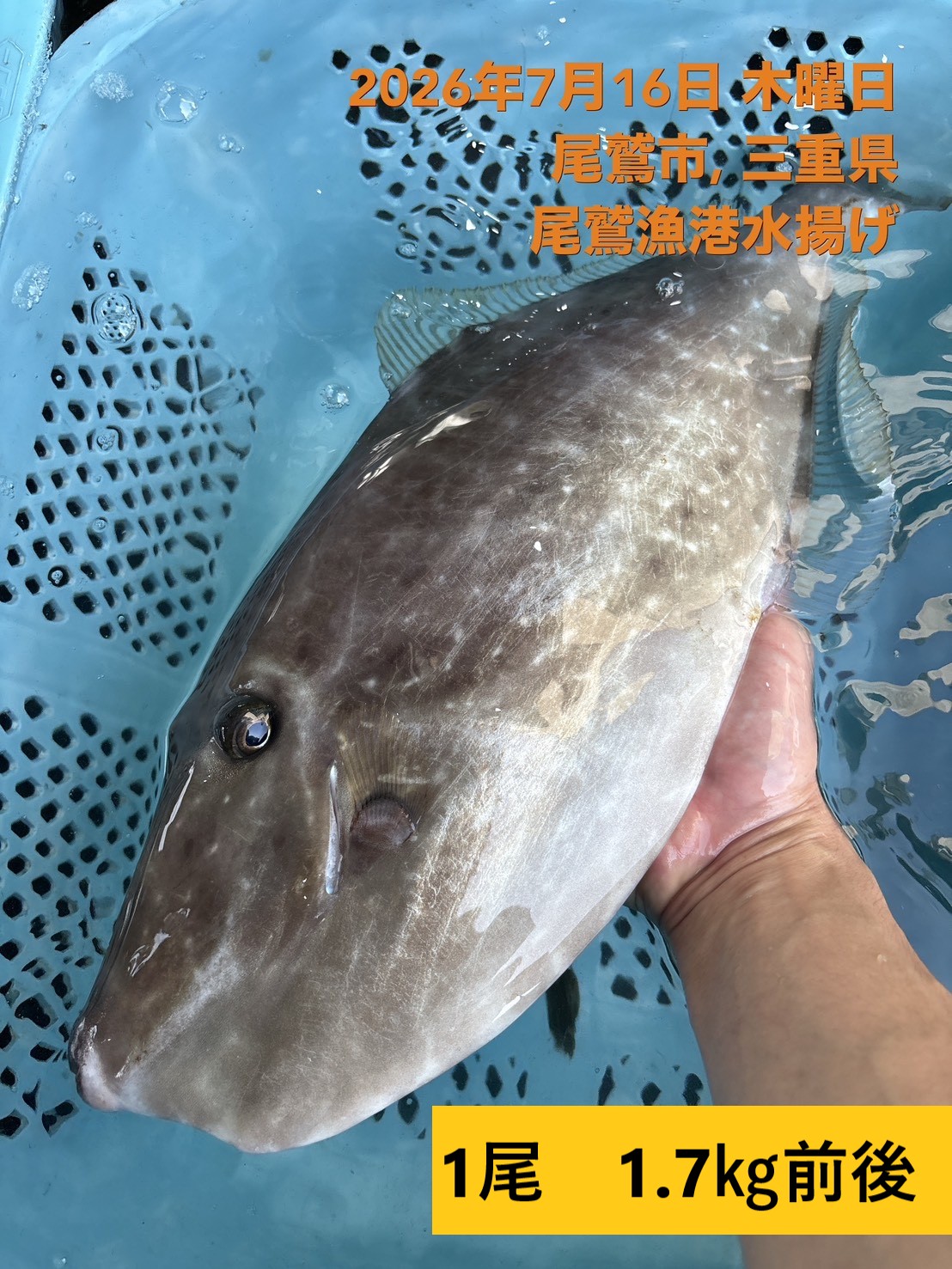 （活〆神経抜き）　ウスバハギ　約１．３～１．６ｋｇ　１尾　三重県尾鷲港