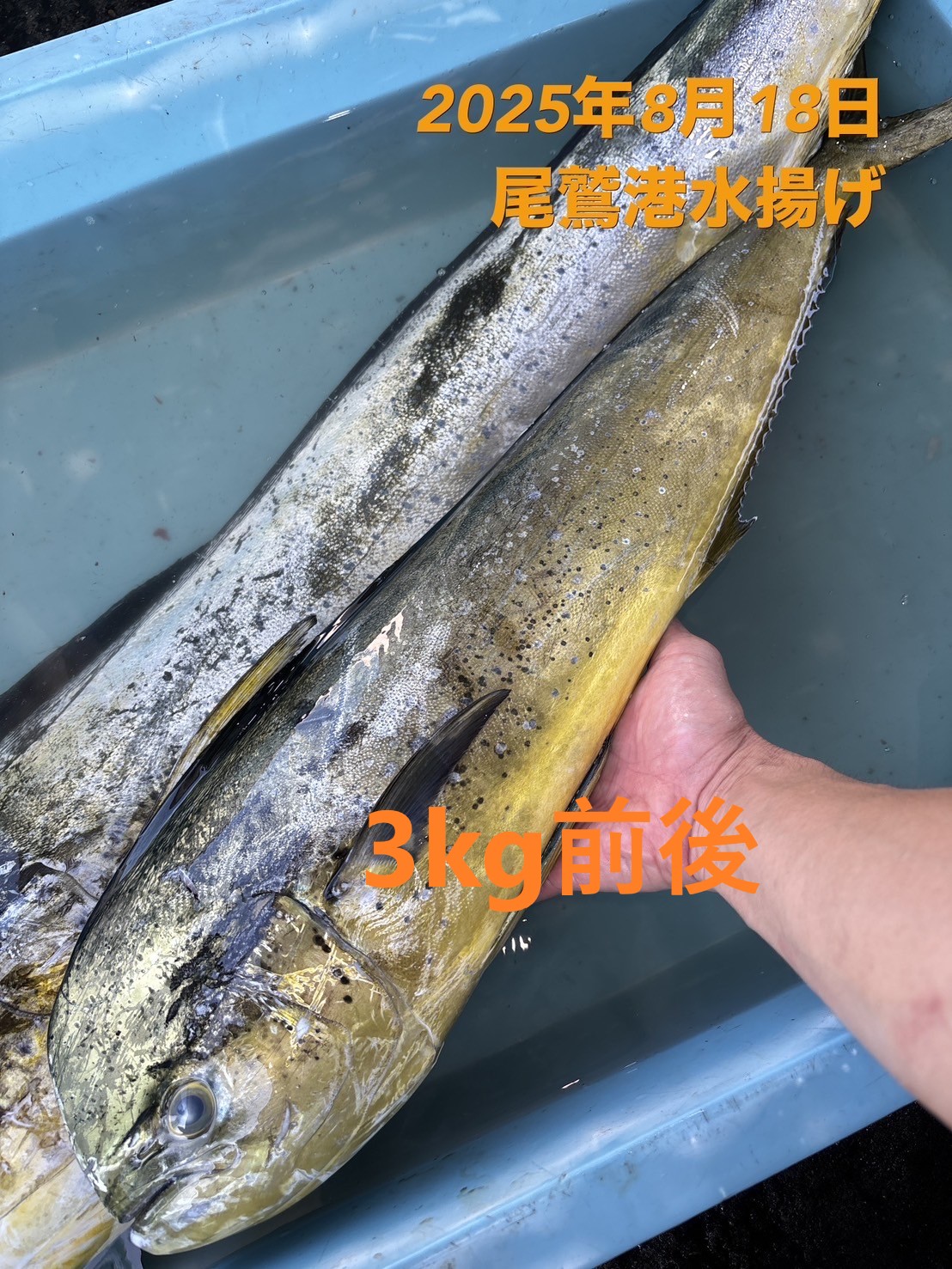シイラ　３．０ｋｇ以上　１尾　三重県尾鷲港