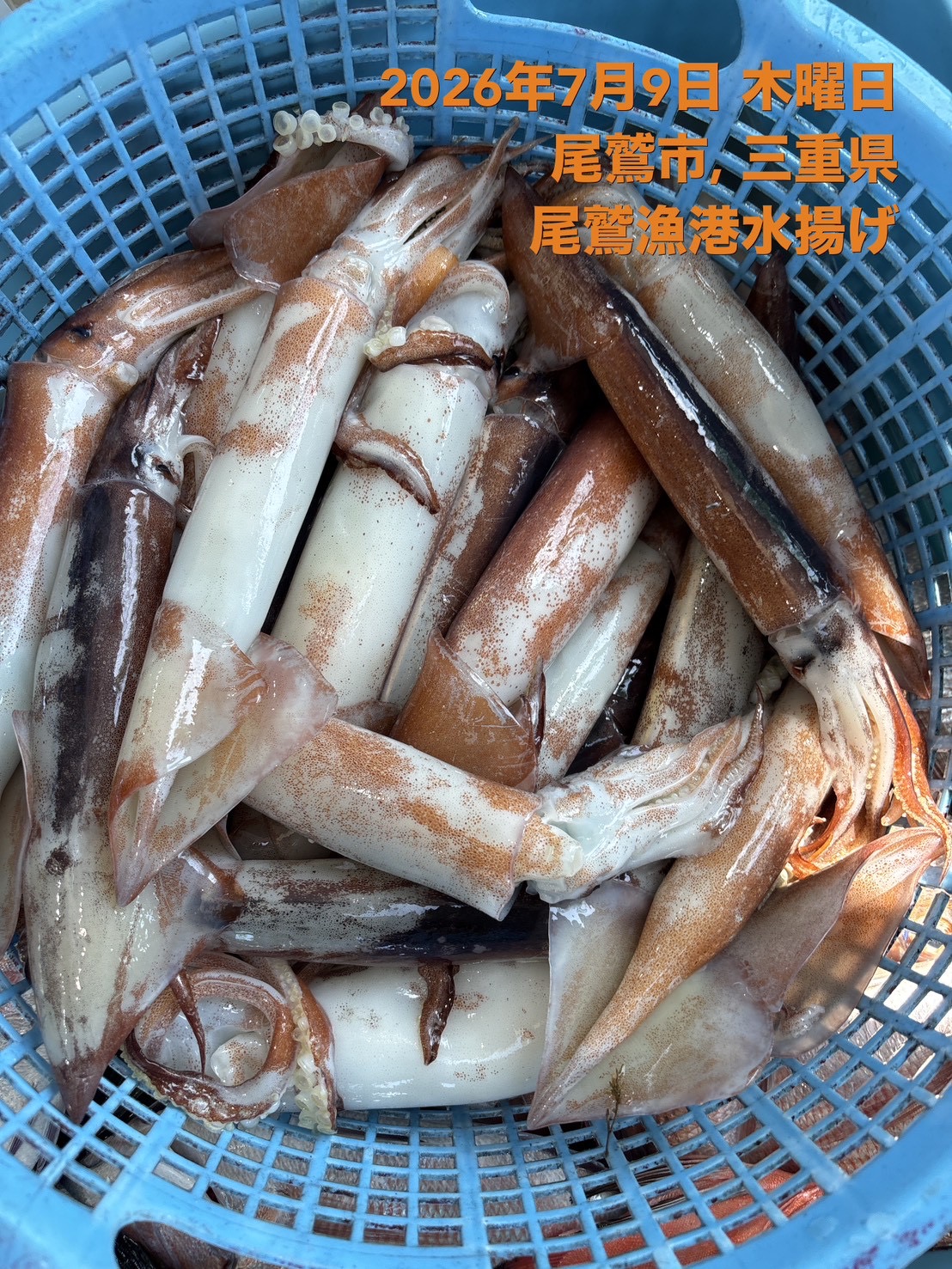 スルメイカ　約３５０～４００ｇ　１杯　三重県尾鷲港
