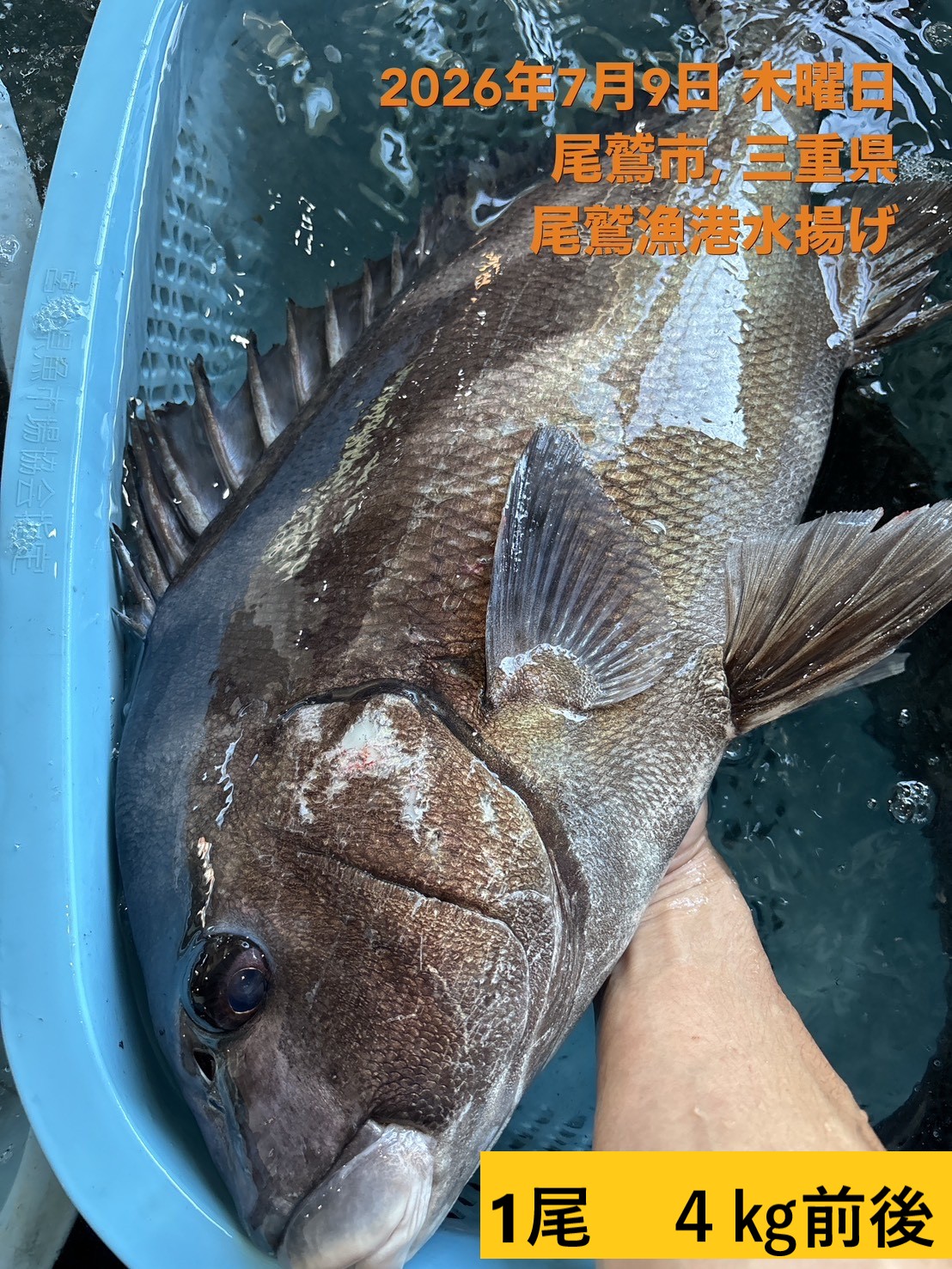 （活〆神経抜き）　コショウダイ　２．０ｋｇ以上　１尾　三重県尾鷲港