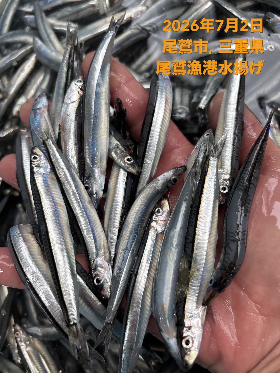 キビナゴ　５００ｇ　１セット　三重県尾鷲港