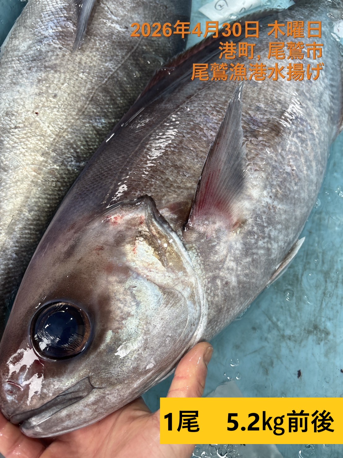 メダイ　１尾　三重県尾鷲港
