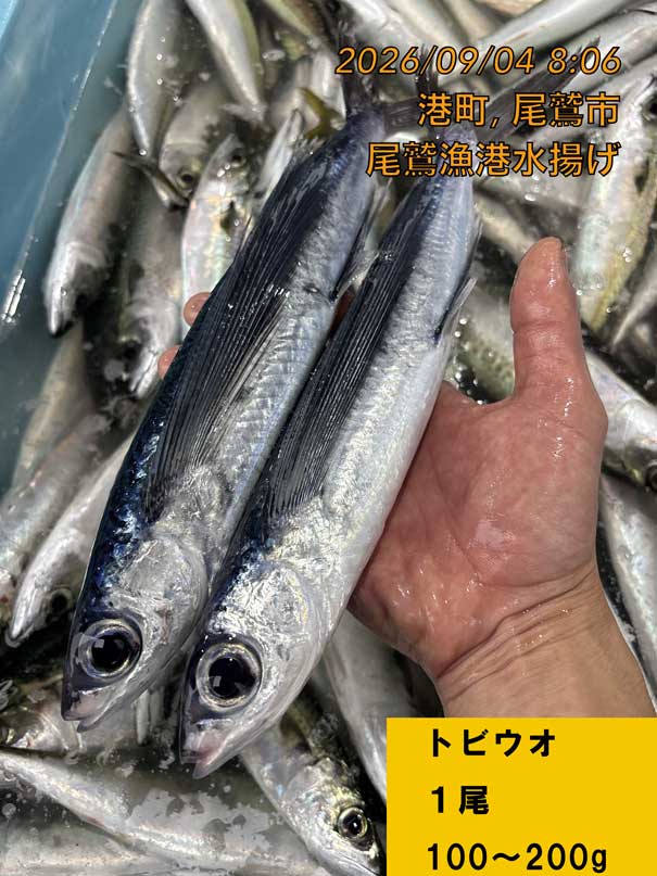 トビウオ　約１００ｇ～２００ｇ　１尾　三重県尾鷲港
