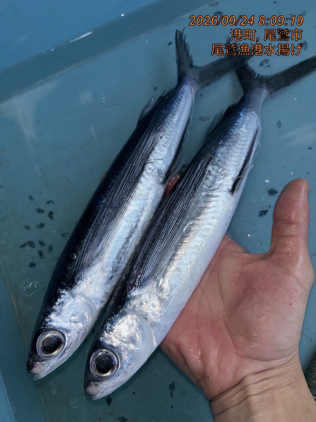 トビウオ　約２００ｇ～３００ｇ　１尾　三重県尾鷲港