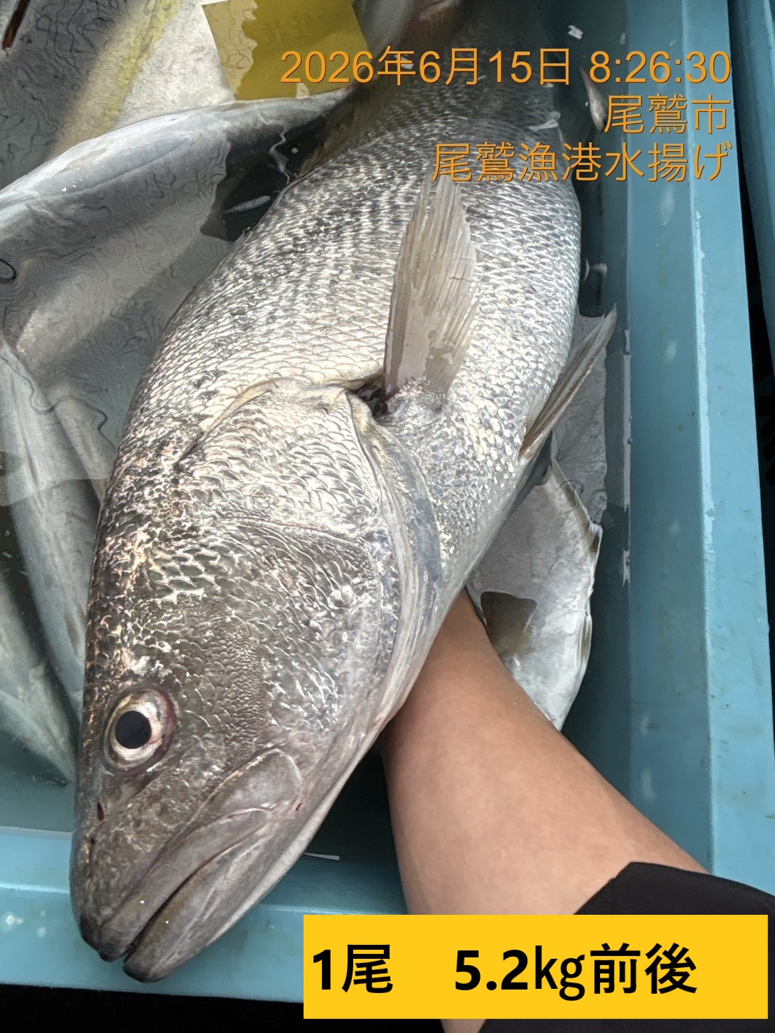 オオニべ　１尾　三重県尾鷲港