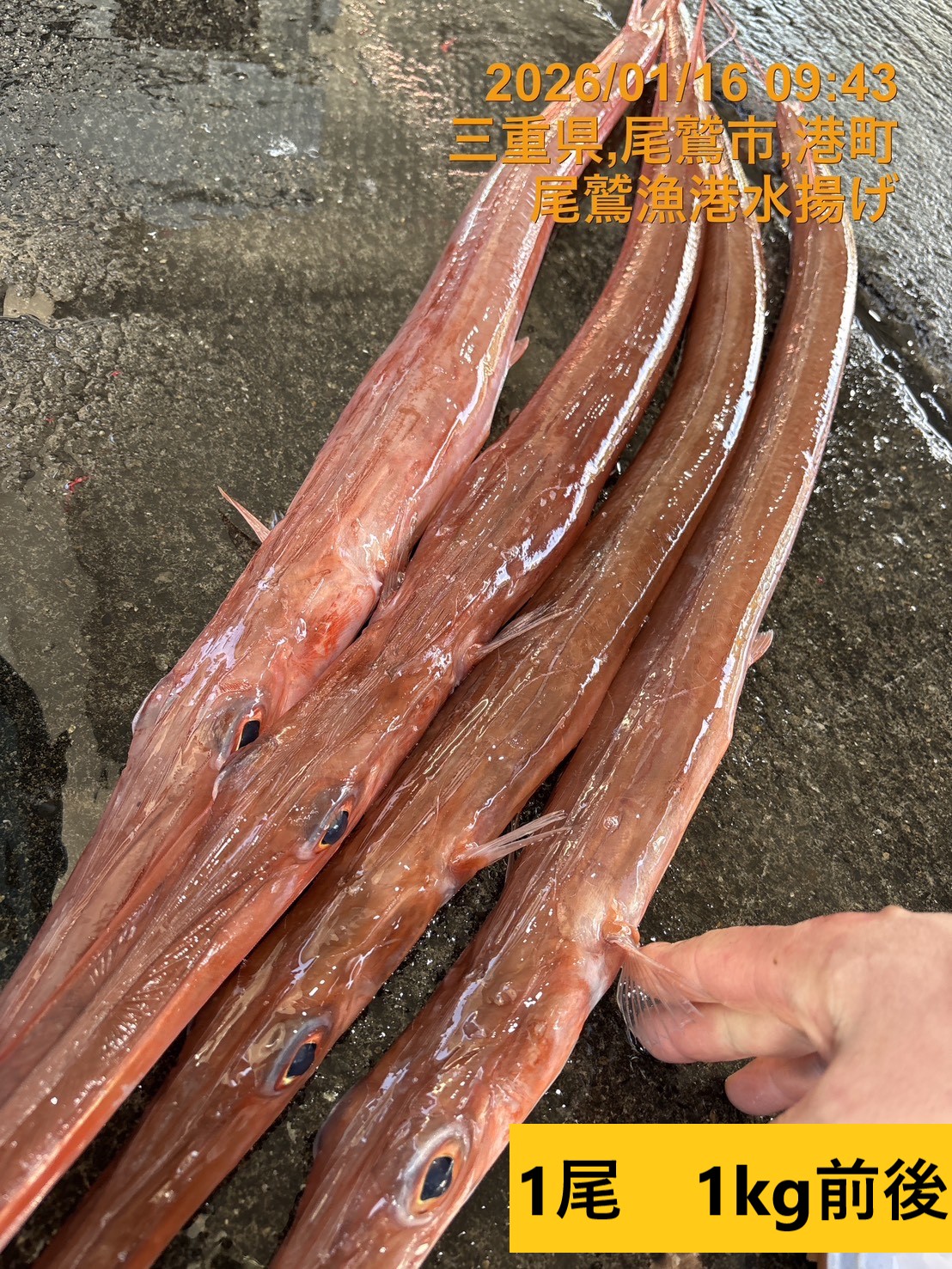 アカヤガラ　５００ｇ以上　１尾　三重県尾鷲港