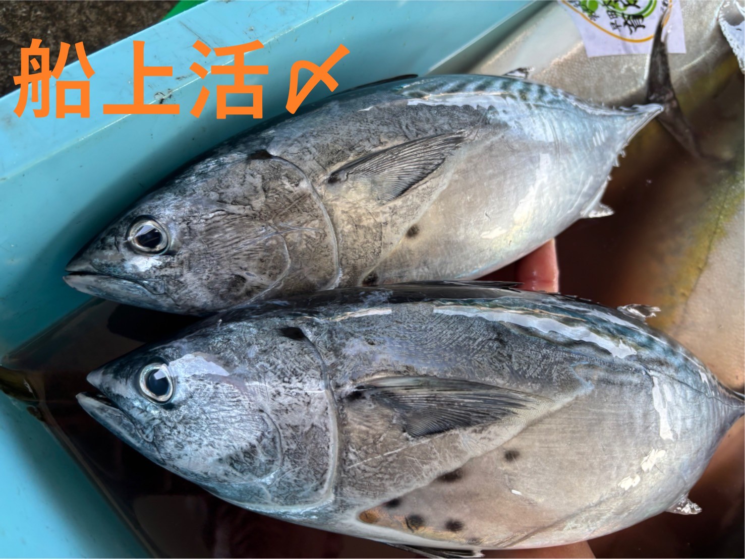 ヤイトカツオ（スマ）　約１．０～１．５ｋｇ　１尾　三重県尾鷲港