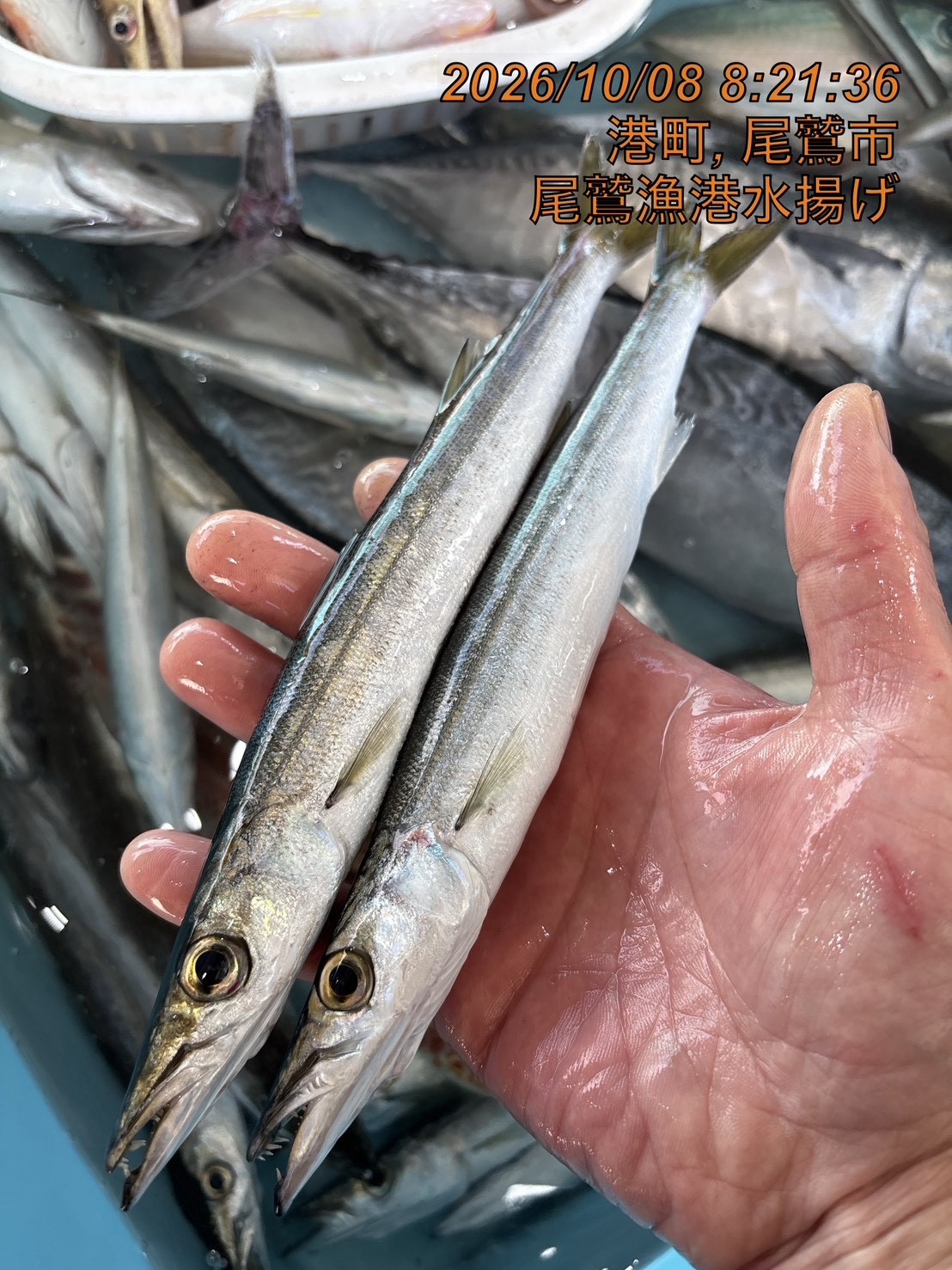 クロカマス　１ｋｇ　１セット　三重県尾鷲港