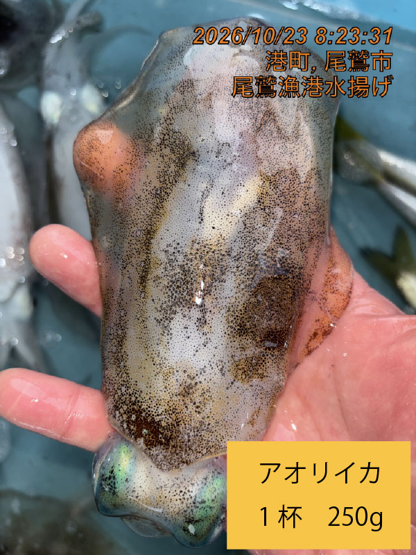 尾鷲地魚Ｂ　三重県尾鷲港
