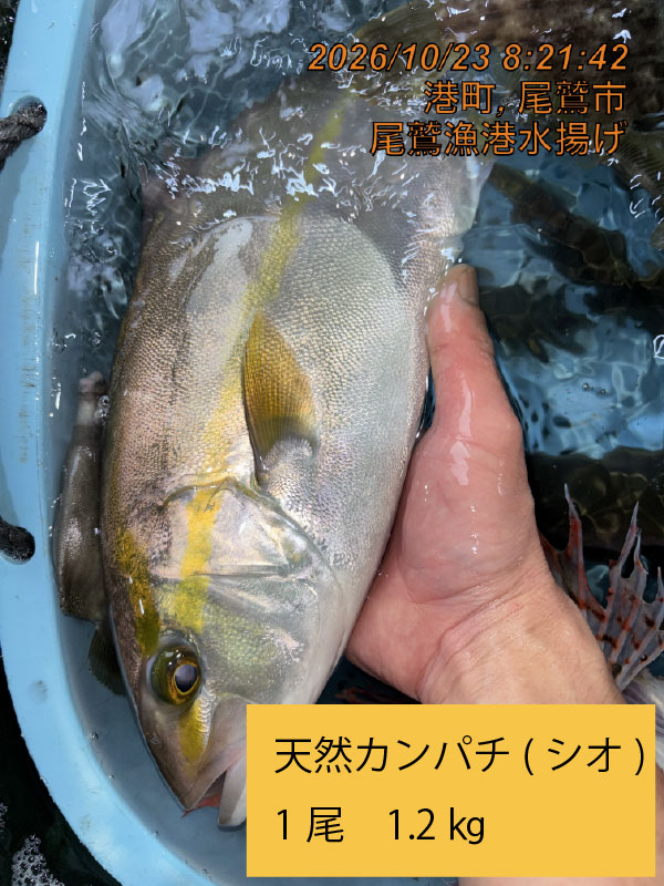 尾鷲地魚Ｃ　三重県尾鷲港