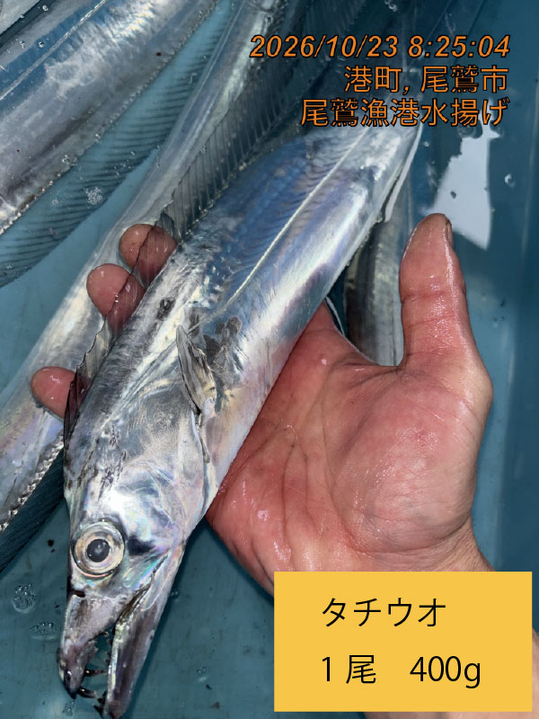 尾鷲地魚Ｄ　三重県尾鷲港