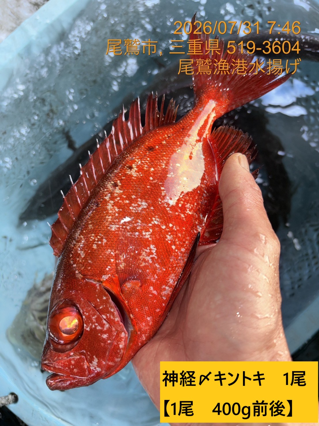 尾鷲地魚（変わり種）Ｂ　三重県尾鷲港
