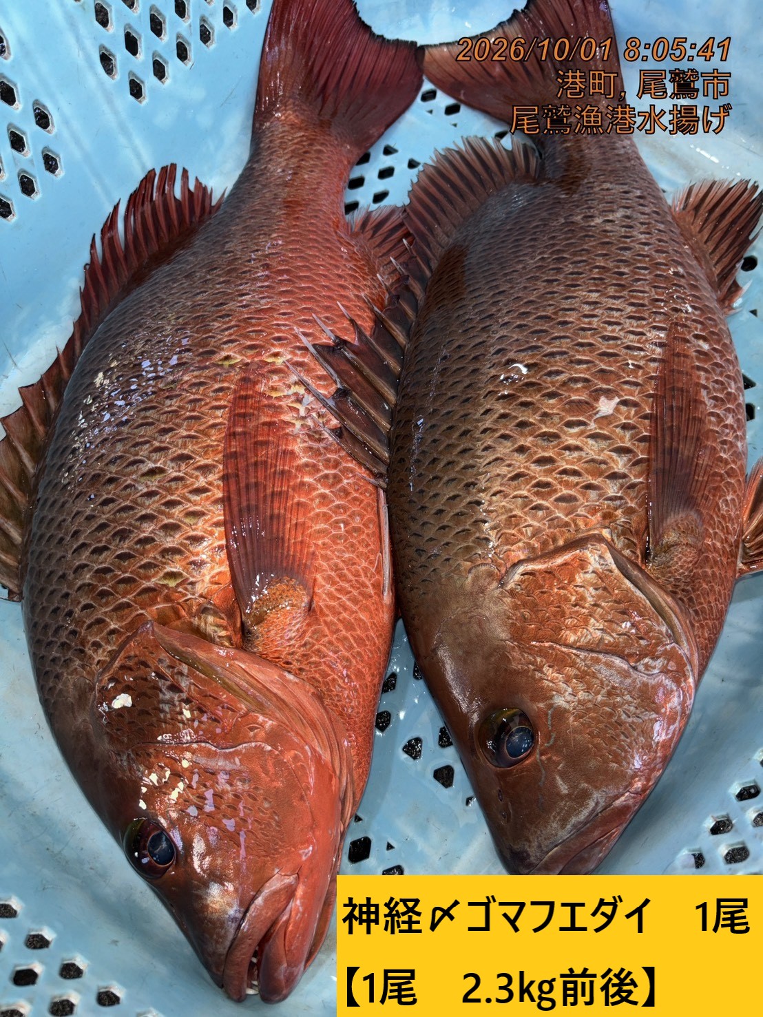 尾鷲地魚（変わり種）Ｃ　三重県尾鷲港