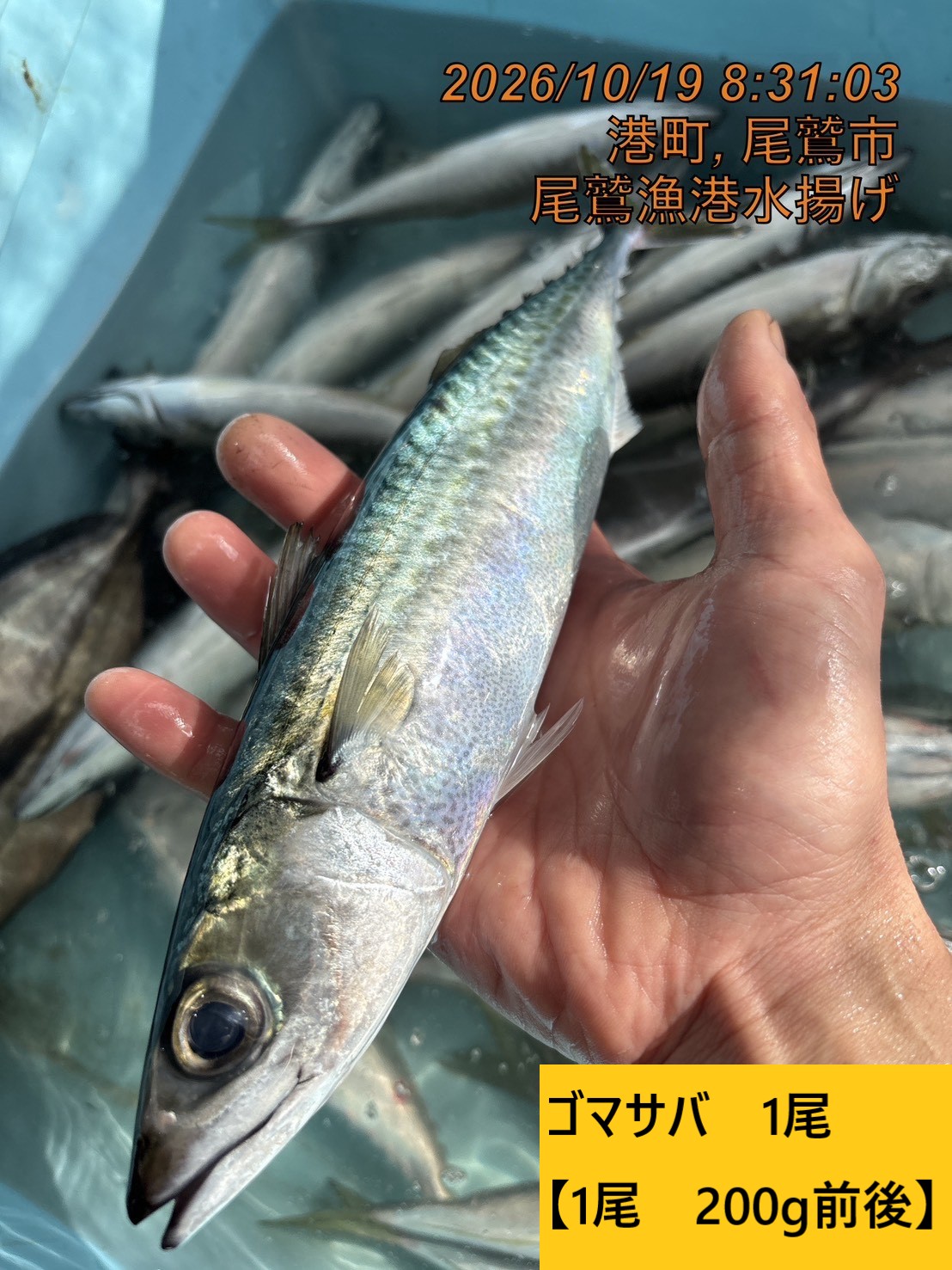 尾鷲地魚（お値打ち）Ａ　三重県尾鷲港
