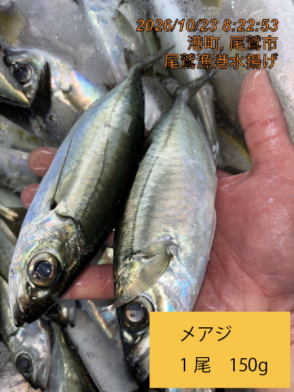 尾鷲地魚（お値打ち）Ａ　三重県尾鷲港