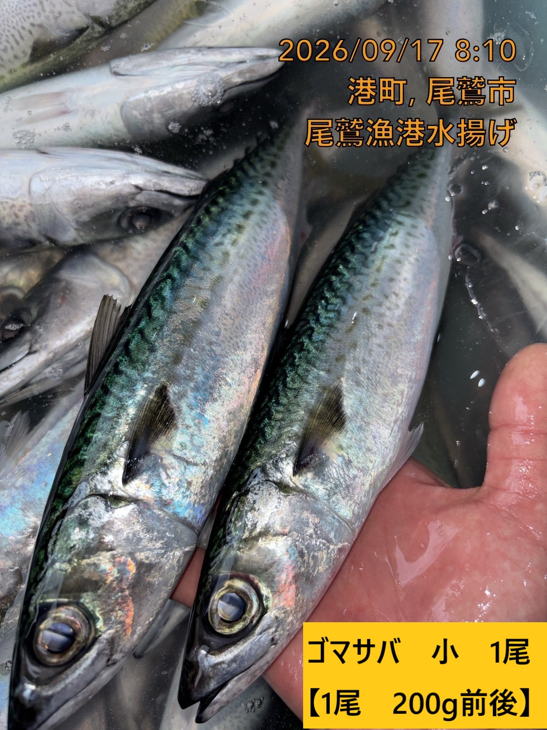 尾鷲地魚（お値打ち）Ｂ　三重県尾鷲港