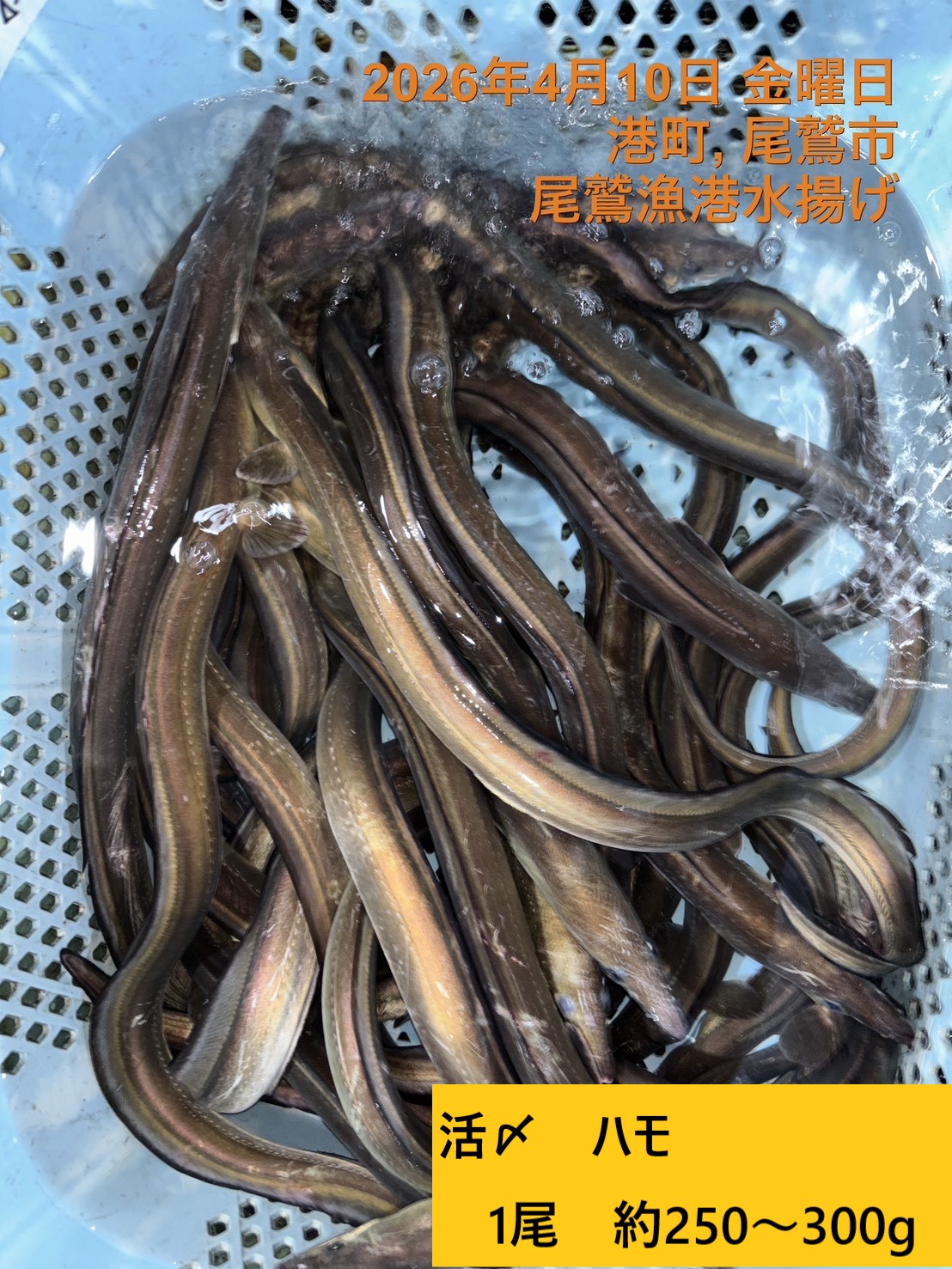 尾鷲地魚（お値打ち）Ｄ　三重県尾鷲港