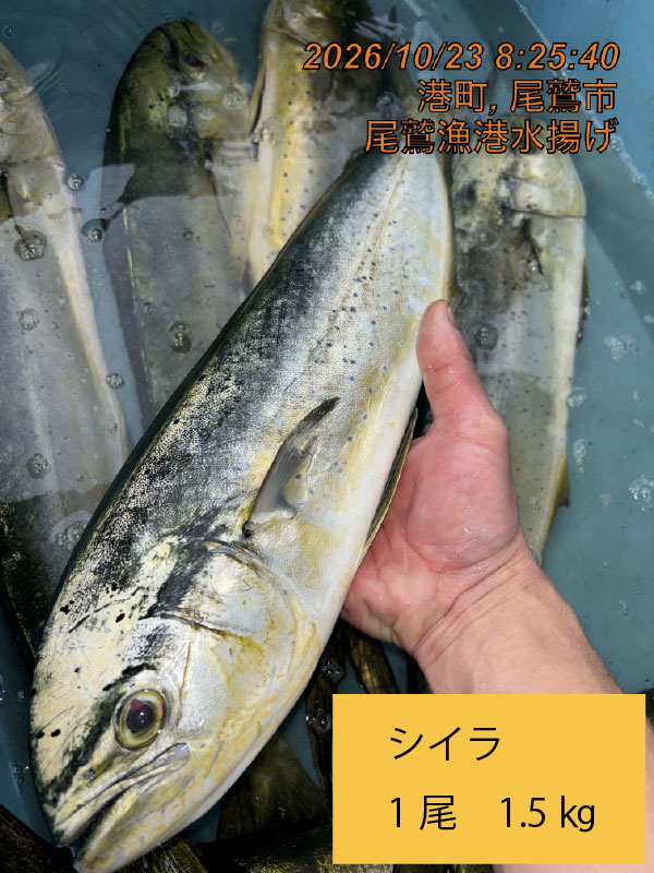 尾鷲地魚（お値打ち）Ｄ　三重県尾鷲港