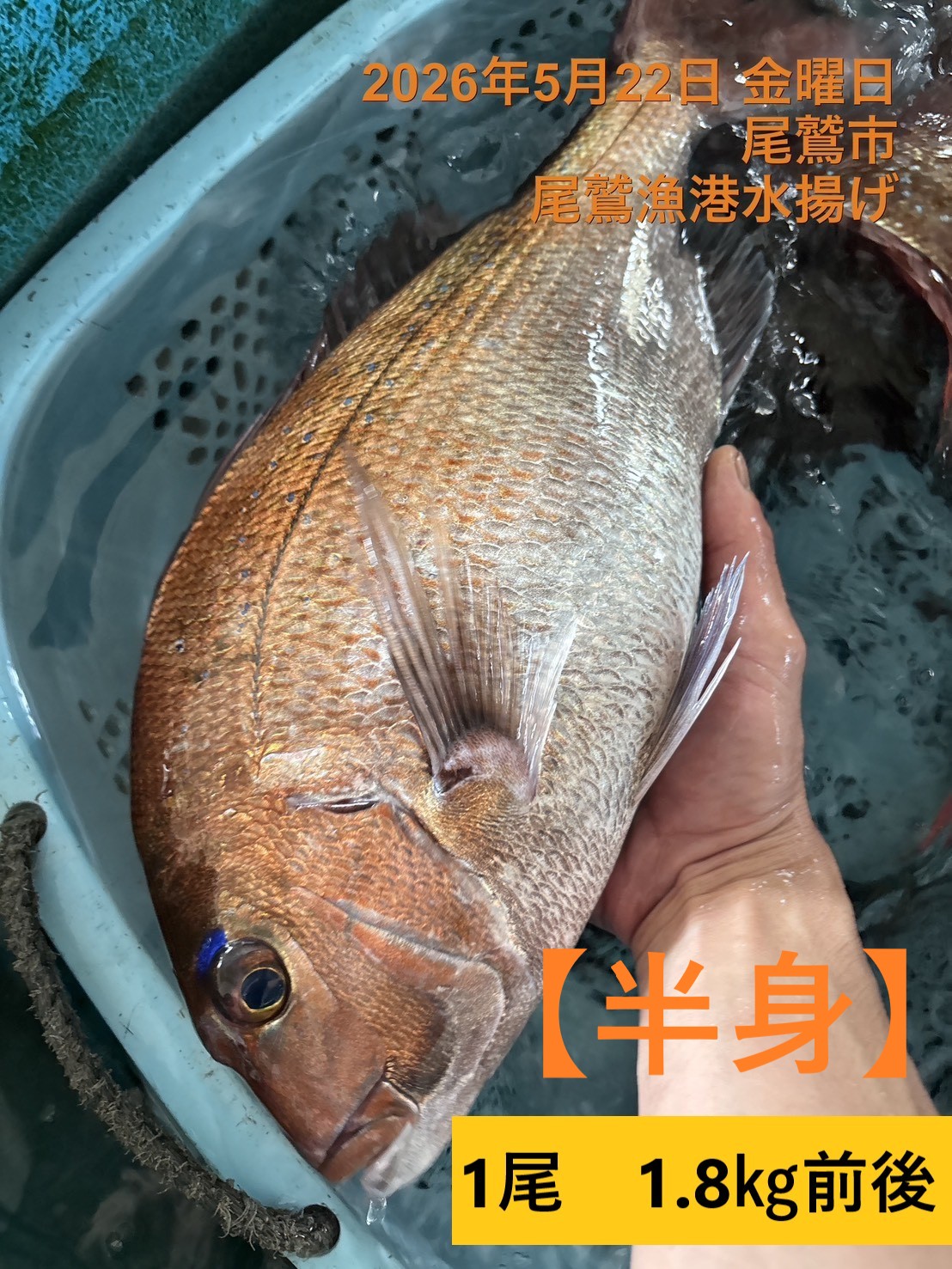 （活〆神経抜き）（半身）天然真鯛　魚体１．５ｋｇ以上物　三重尾鷲港