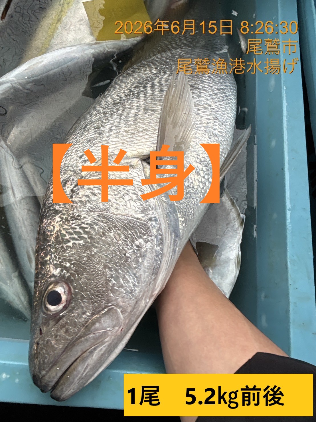 （半身）オオニべ　魚体は画像内にサイズ記載　三重尾鷲港