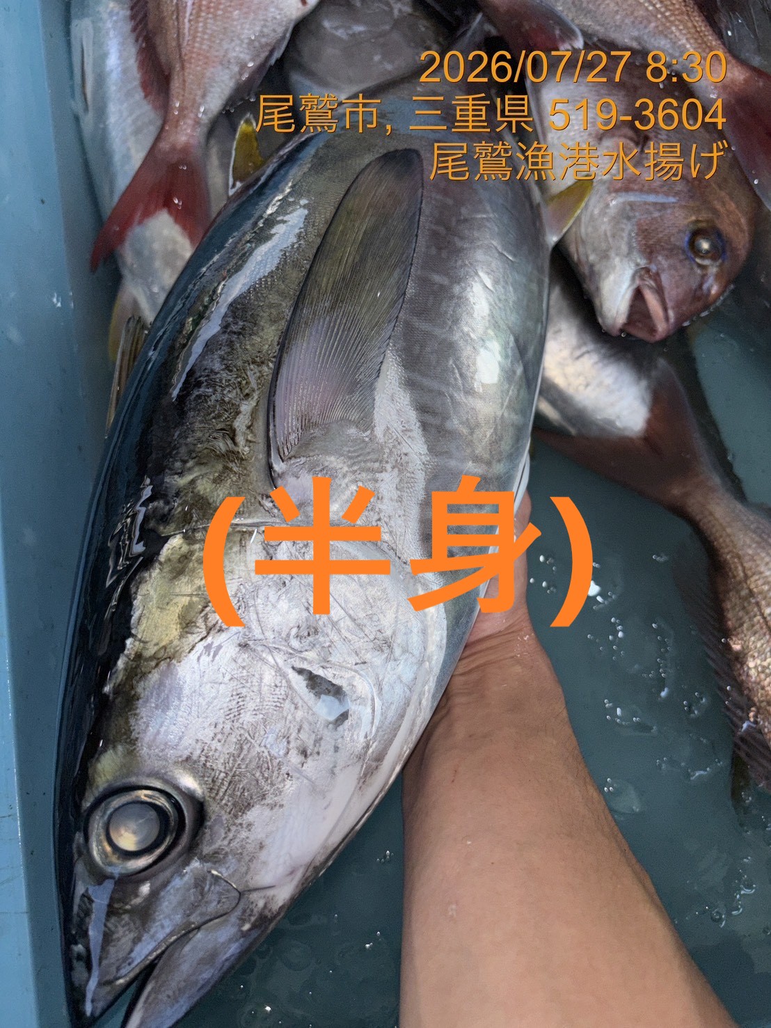 （半身）キメジ　魚体約２．５ｋｇ～３．０ｋｇ物　三重尾鷲港