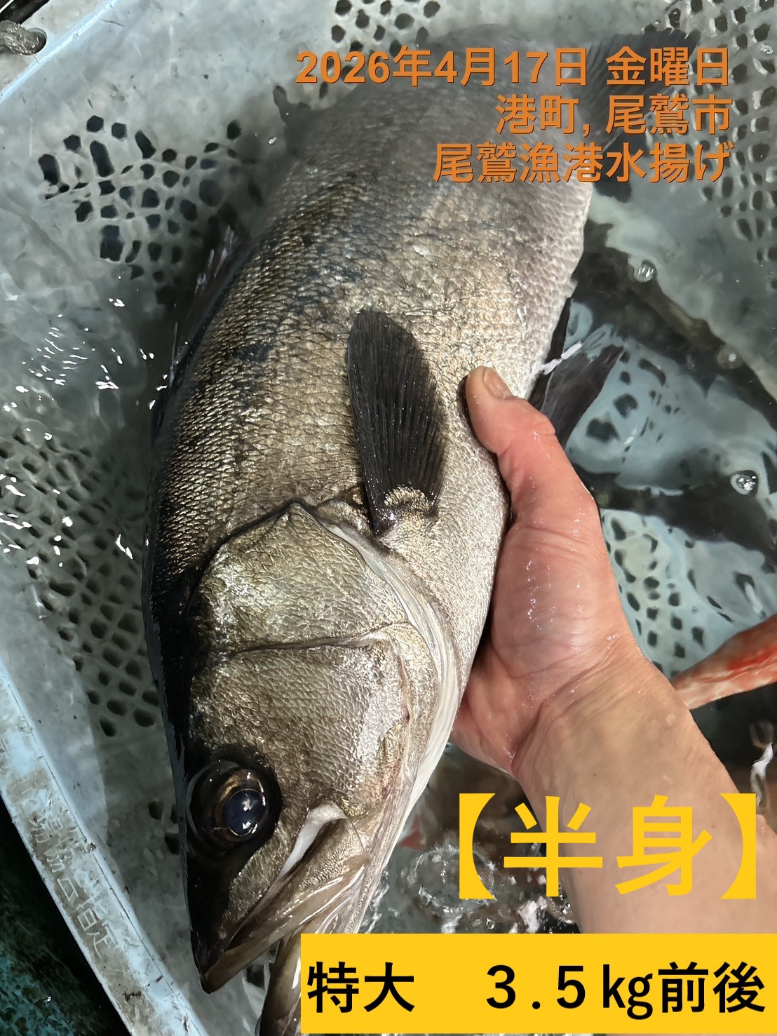 （活〆神経抜き）（半身）ヒラスズキ　魚体２ｋｇ以上物　三重尾鷲港