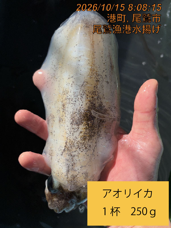 伊勢湾地魚Ａ　三重県伊勢湾