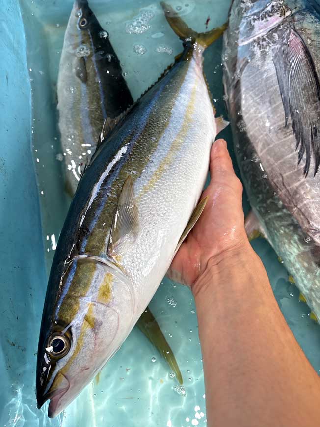 伊勢湾地魚Ｃ　三重県伊勢湾