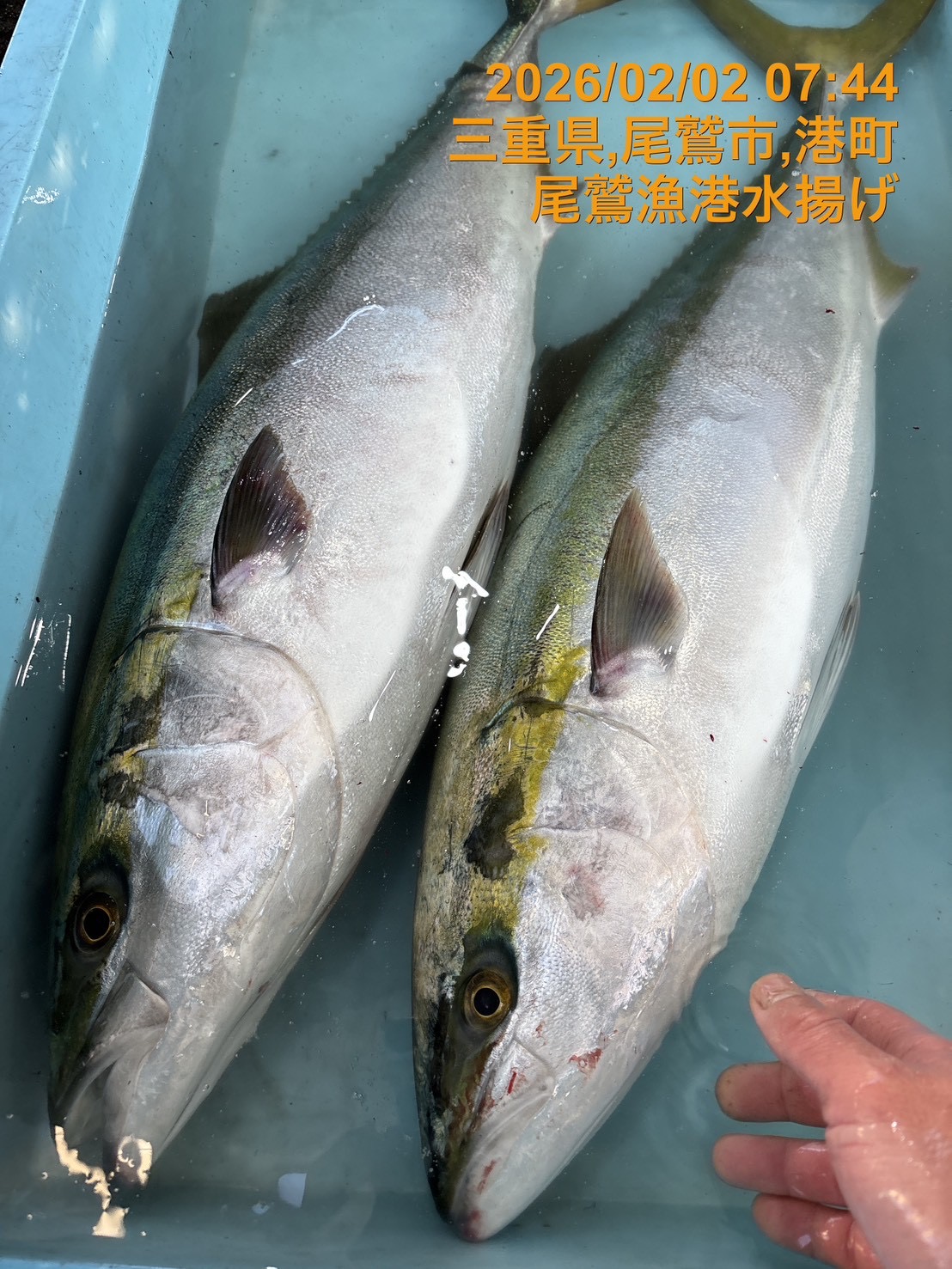 （活〆神経抜き）天然ブリ　約７ｋｇ～８ｋｇ　１尾　三重県尾鷲港