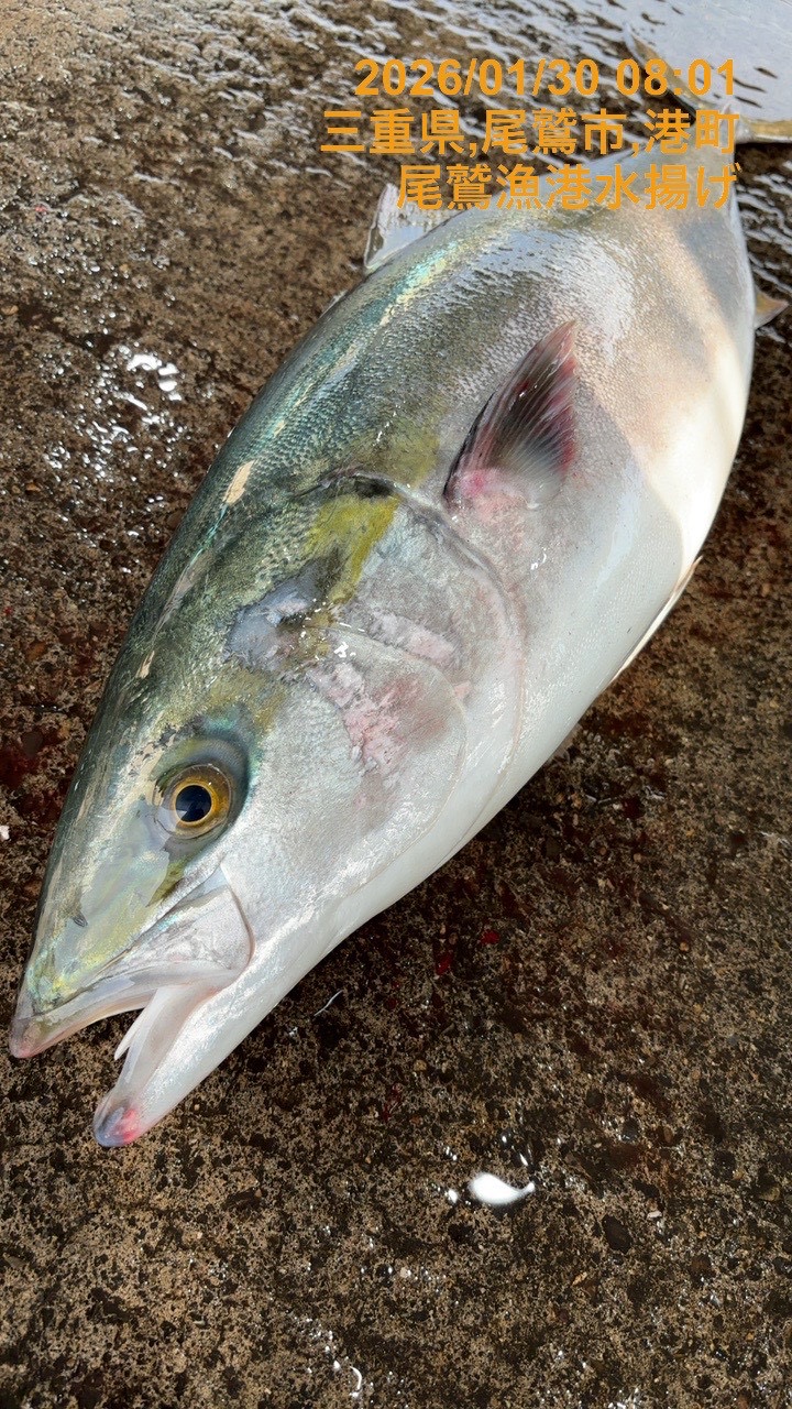 （活〆神経抜き）天然ブリ　約９ｋｇ～１０ｋｇ　１尾　三重県尾鷲港
