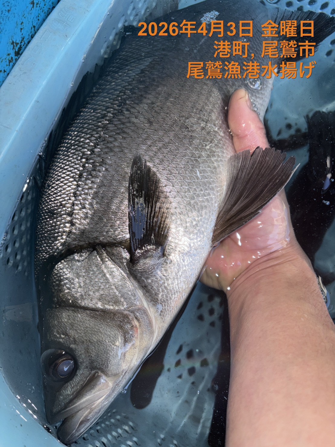 （活〆神経抜き）ヒラスズキ　約１．８ｋｇ～２．０ｋｇ　１尾　三重県尾鷲港
